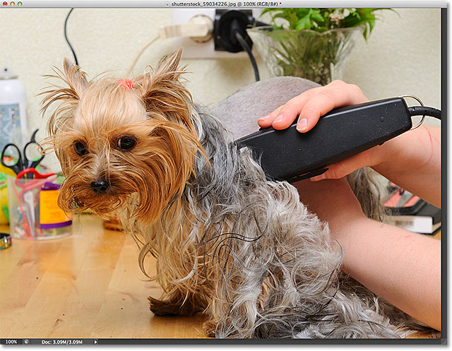 Yorkshire terrier getting his hair cut at the groomer. Image licensed from Shutterstock by Photoshop Essentials.com