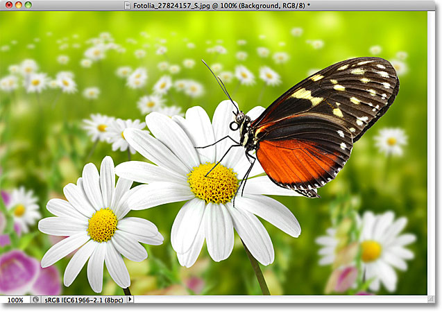A photo of a butterfly. Image licensed from Fotolia by Photoshop Essentials.com