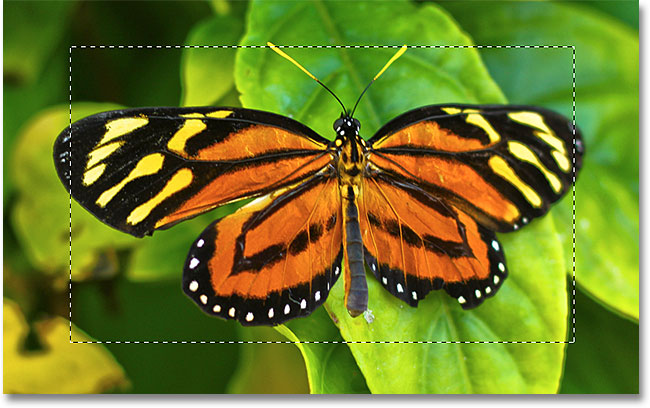The initial selection around the butterfly. Image © 2010 Photoshop Essentials.com