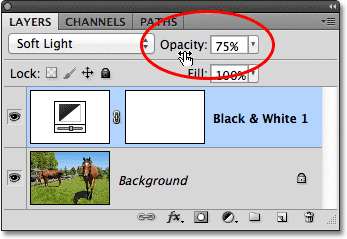 Lowering the opacity of the Black & White adjustment layer. Image © 2012 Photoshop Essentials.com