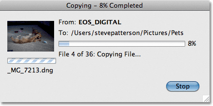 The Photo Downloader progress bar in Adobe Bridge CS5. Image © 2011 Photoshop Essentials.com.