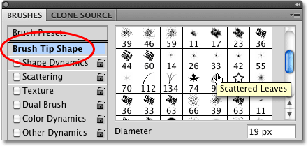 Selecting the Scattered Leaves brush tip in Photoshop. Image © 2010 Photoshop Essentials.com