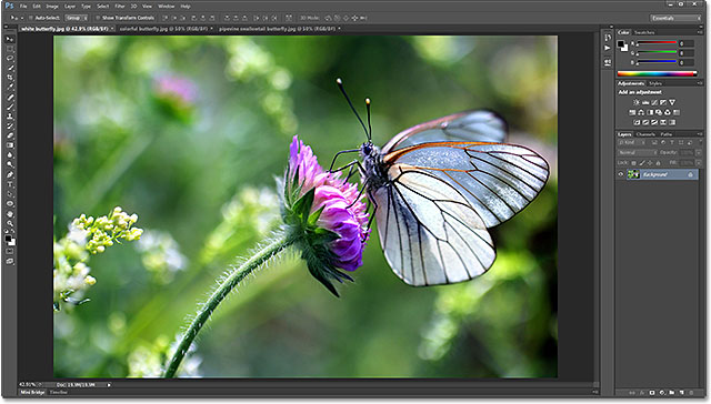 Black-veined White butterfly, Aporia crataegi. Image licensed from Shutterstock by Photoshop Essentials.com