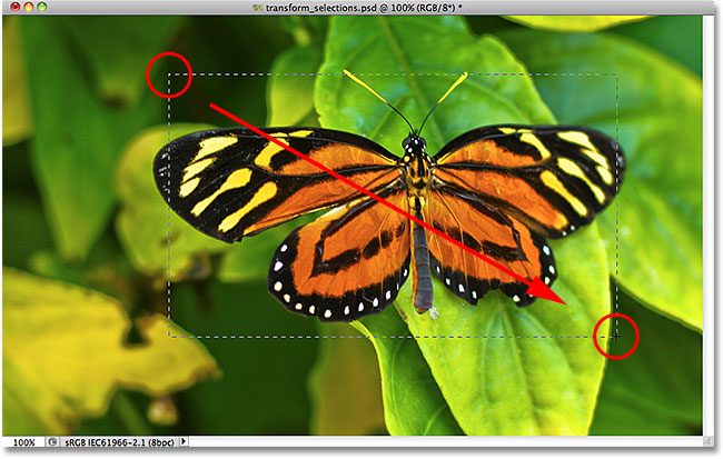 Drawing a rectangular selection around the butterfly. Image © 2010 Photoshop Essentials.com