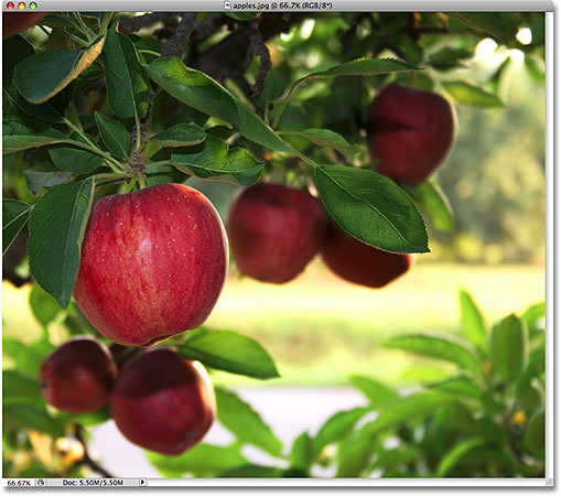 A photo of apples. Image licensed from iStockphoto by Photoshop Essentials.com