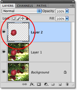 The layer preview thumbnail in the Layers palette in Photoshop. Image © 2009 Photoshop Essentials.com