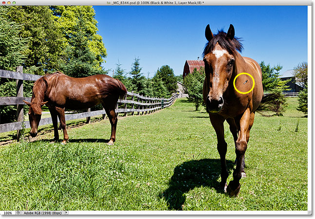 Moving the eyedropper icon over one of the horses in the photo. Image © 2012 Photoshop Essentials.com