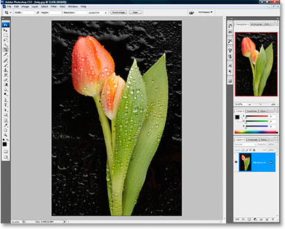 A photo of a tulip open in Photoshop CS3.