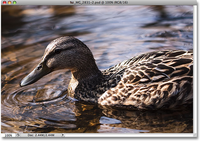 A photo of a duck swimming in a pond. Image © 2009 Steve Patterson.