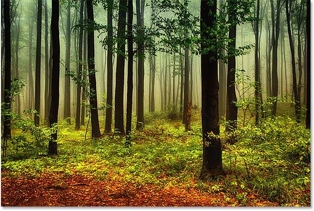 A photo of an autumn forest. Image licensed from Shutterstock by Photoshop Essentials.com