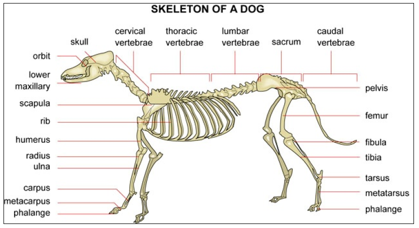 آناتومی اسکلت یک سگ